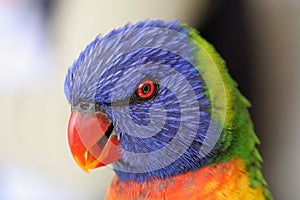 Rainbow Lorikeet