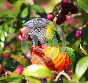Rainbow Lorikeet