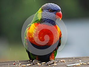 Rainbow lorikeet