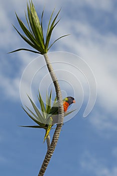 Rainbow lorikeet against blue sky sitting on a palm tree branch