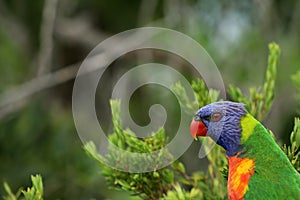 Rainbow Lorikeet Australia Lori photo