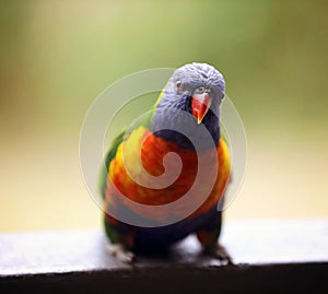 Rainbow Lorikeet Australia Lori