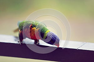 Rainbow Lorikeet Australia Lori