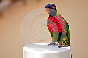 Rainbow Lorikeet bird in aviary, Florida