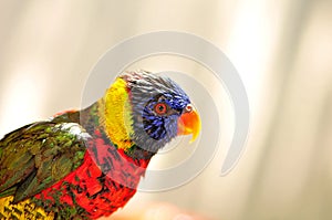 Rainbow Lorikeet bird in aviary, South Florida