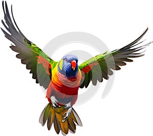 Rainbow Lorikeet bird. Bird Clipart AI-generated.