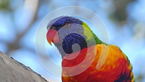 rainbow lorikeet bird looking at camera