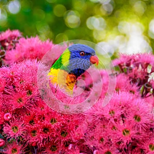 Rainbow lorikeet bird is peeking behind the flower