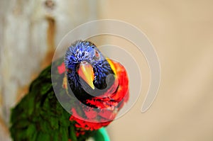 Rainbow Lorikeet bird, South Florida