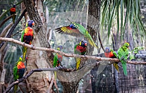 Rainbow Lorikeet Blue Head Parrot