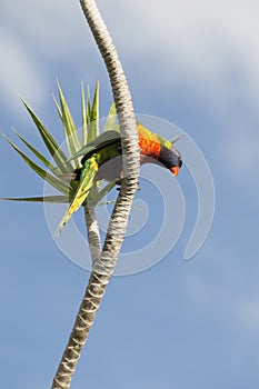 Rainbow lorikeet on a branch of a palm tree looking down