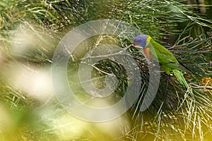 Rainbow Lorikeet, brilliantly colourful Parrot