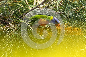 Rainbow Lorikeet, brilliantly colourful Parrot