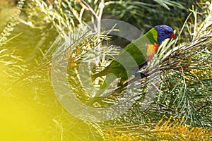 Rainbow Lorikeet, brilliantly colourful Parrot