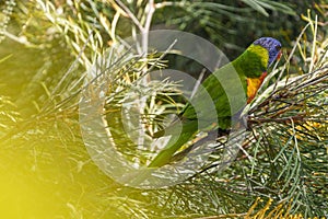 Rainbow Lorikeet, brilliantly colourful Parrot