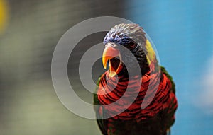 Rainbow lorikeet called Trichoglossus moluccanus