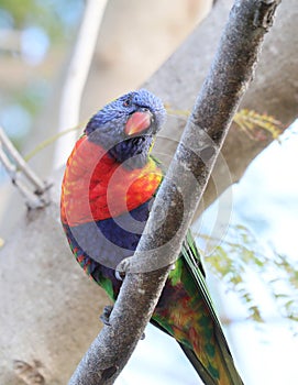 Rainbow Lorikeet Close Up - Birds of Australia