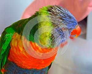 Rainbow lorikeet closeup