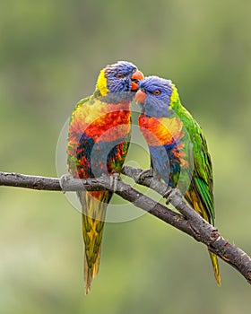 A rainbow lorikeet couple with wet feathers caring for each other