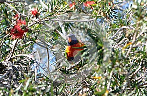 A Rainbow Lorikeet in a Crimson Bottlebrush tree