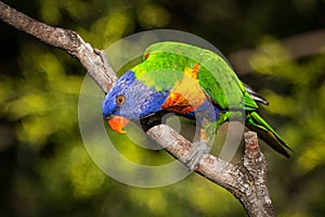 Rainbow lorikeet, curious and colorful, perched on a branch