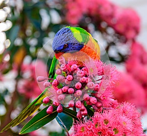 Rainbow lorikeet is eating a flower