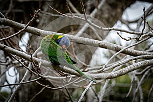 Rainbow Lorikeet Grooming