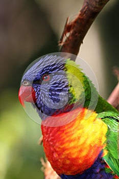 Rainbow lorikeet head