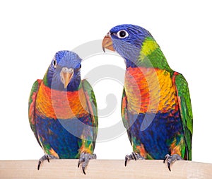 Rainbow Lorikeet isolated on white