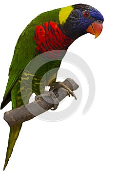 Rainbow Lorikeet