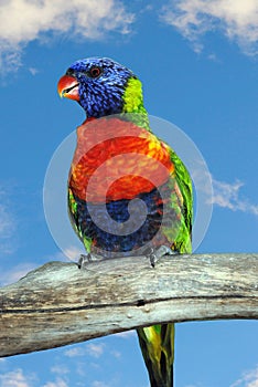 Rainbow lorikeet Latin name Trichoglossus haematodus