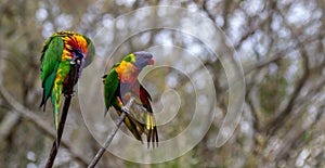 Rainbow lorikeet looking sideways while another lorikeet preens