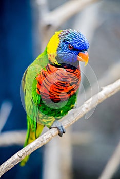 Rainbow Lorikeet parrot