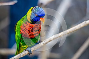 Rainbow Lorikeet parrot