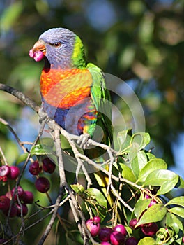 Rainbow Lorikeet parrot