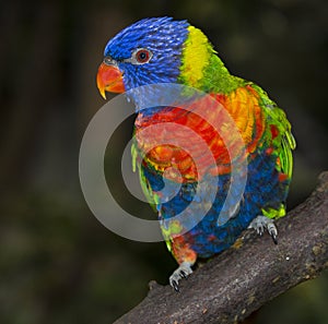 Rainbow lorikeet parrot