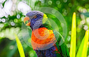 Rainbow lorikeet parrot