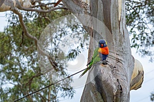 Rainbow lorikeet parrot on eucalyptus tree.