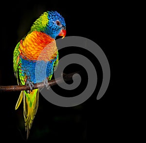 Rainbow lorikeet parrot