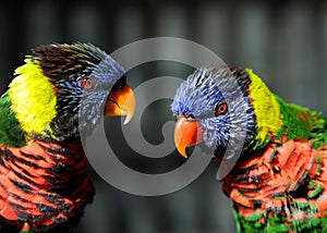 Rainbow Lorikeet Parrot Pair