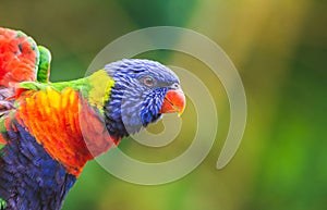 Rainbow Lorikeet parrot (Trichoglossus moluccanus