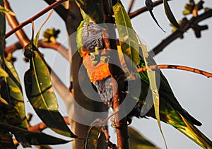 Rainbow lorikeet is peeking behind the branch