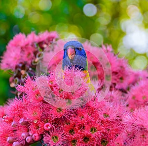 Rainbow lorikeet is peeking behind the flower