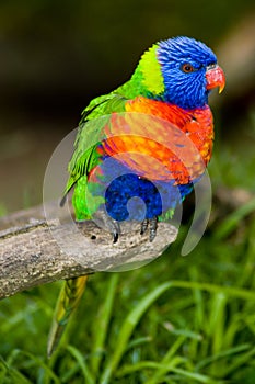 Rainbow Lorikeet On A Perch