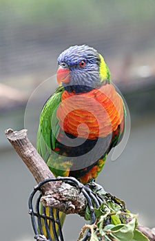 Arcoíris loro sentado 