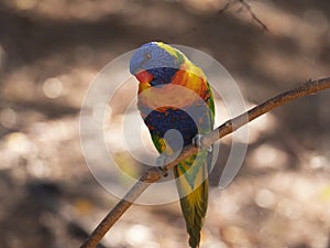 Rainbow Lorikeet perched on a branch