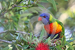 Rainbow Lorikeet perched in a Callistemon Tree