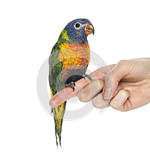 Rainbow Lorikeet perched on a finger