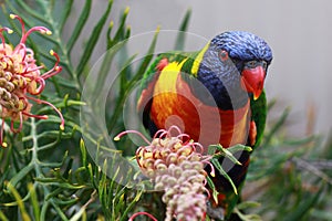 Rainbow Lorikeet perched on a Grevillia branch