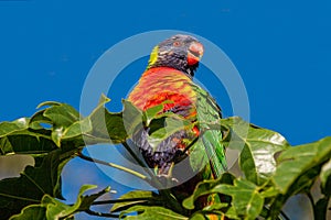 Rainbow lorikeet perched in an Illawarra Flame Tree 3